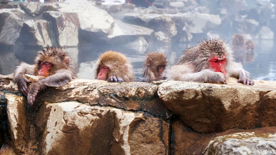 Japanese macaques in hot spring