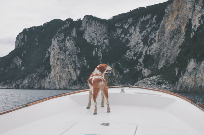 Rear view of dog on boat against mountain