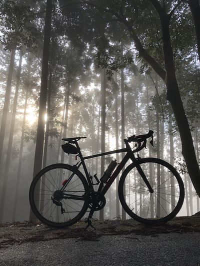 Bicycle parked on tree trunk in forest