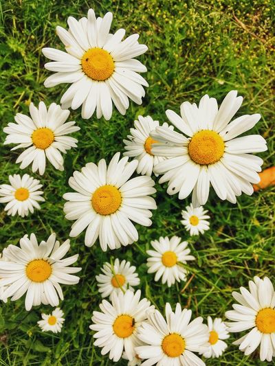 High angle view of daisies on field