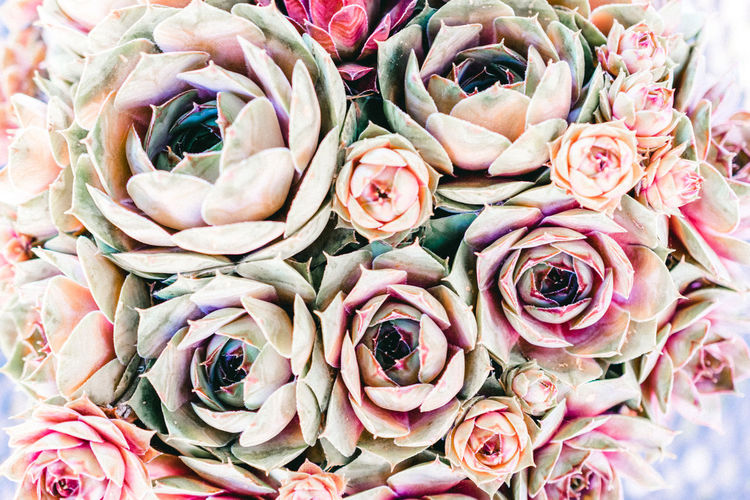 Close-up of pink roses