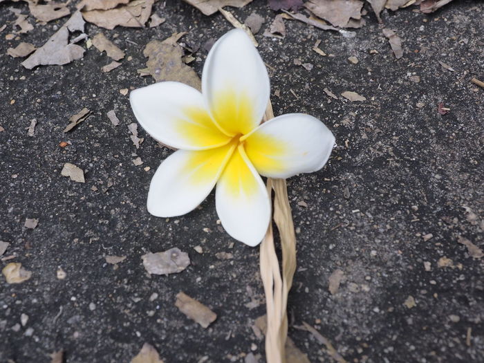 High angle view of white and yellow flower