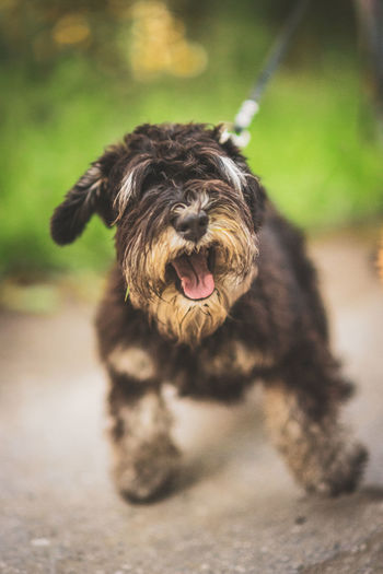 Black dog of breed schnauzer in the park