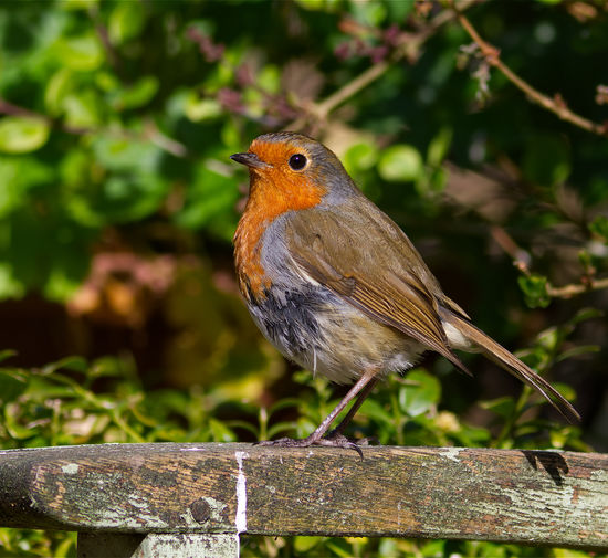 Close-up of a bird perching on wood
