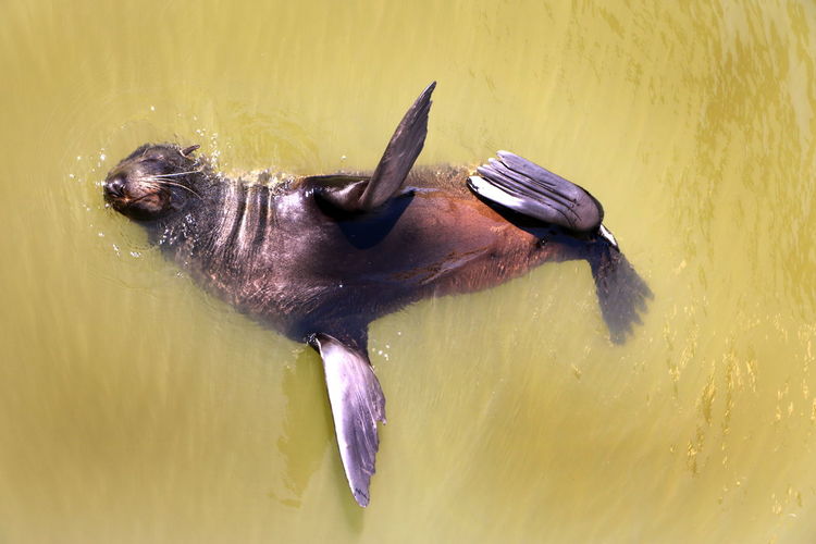 Close-up of crab swimming in lake