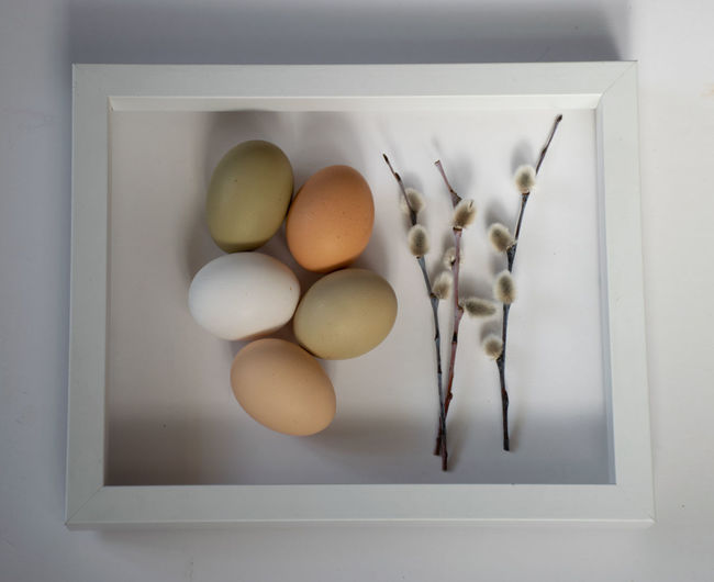 egg