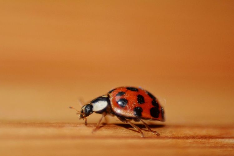 Close-up of ladybug with many copy space 