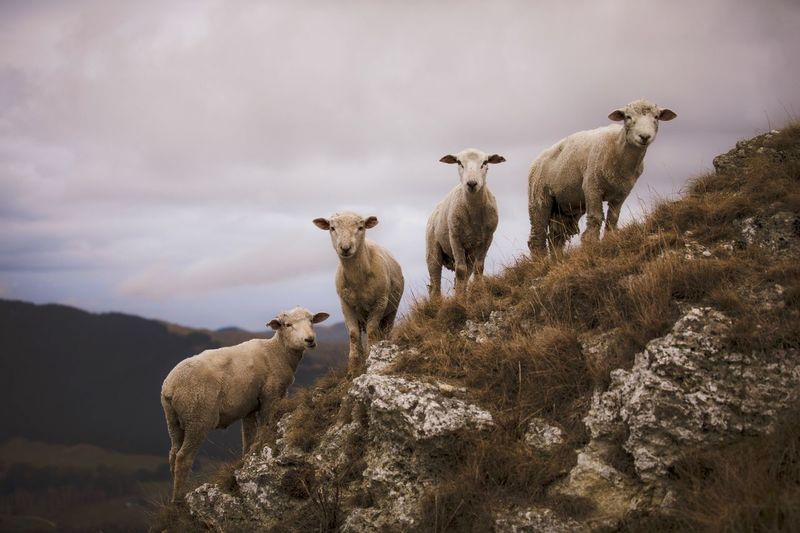 Sheep standing in a field on a rock outcrop 
