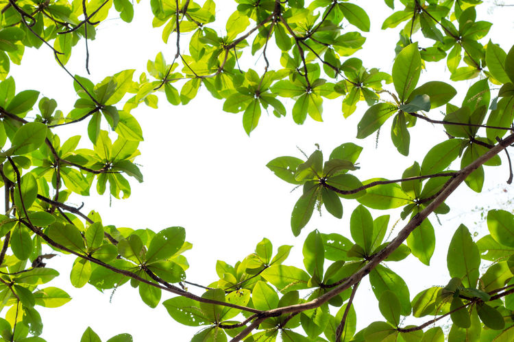 Low angle view of tree against sky
