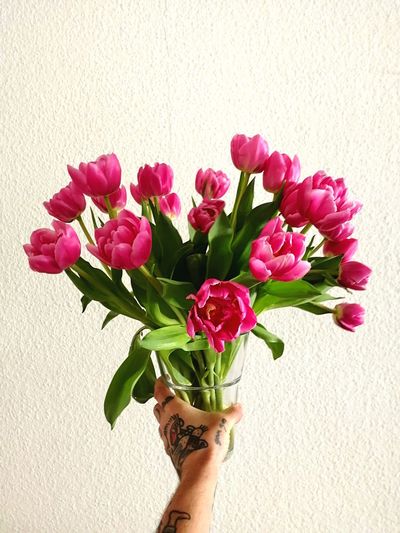 Close-up of hand holding pink tulip flowers