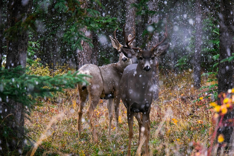Deer standing in a forest