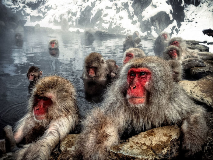 Snow monkeys in hot spring