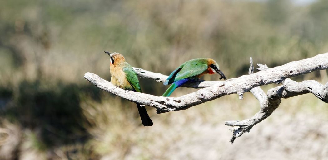 White-frontec bee-eater eating insect on dead branched