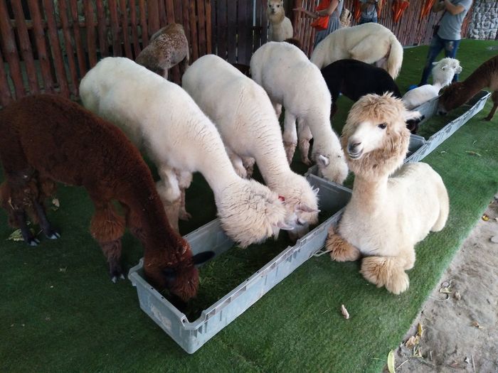 Alpacas eating from trough at shed