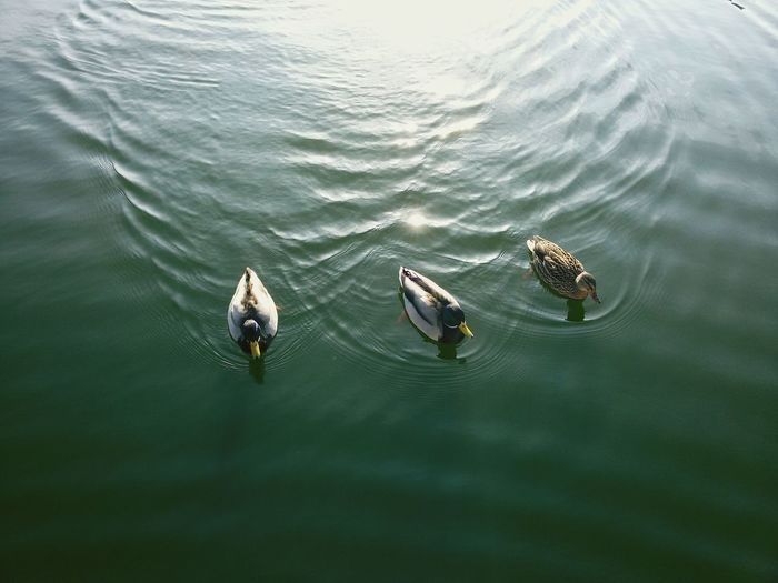 Ducks in rippled water