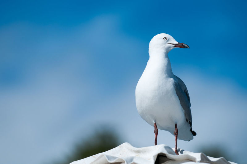 Seagull perching