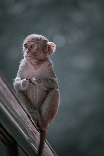 Low angle view of monkey sitting looking away