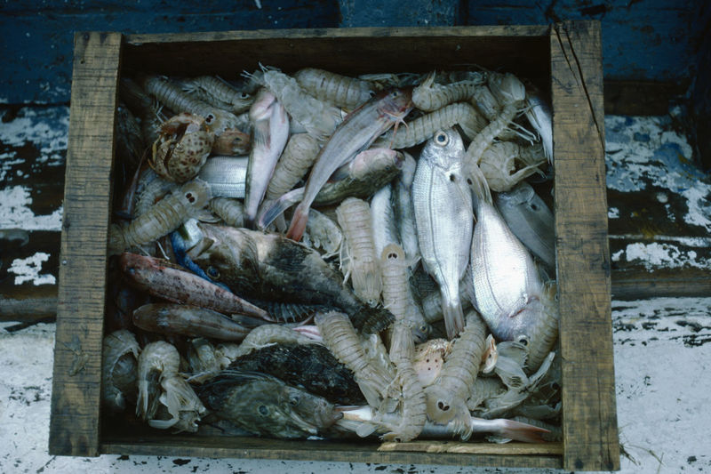 High angle view of freshly caught fish. 