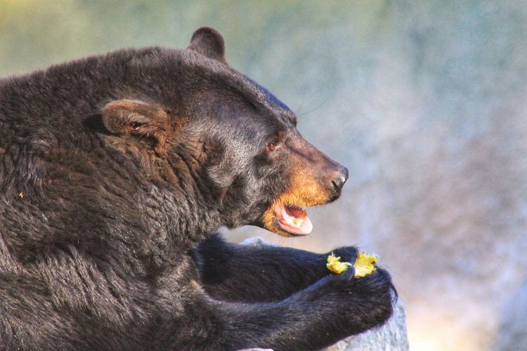 Close-up of bear eating