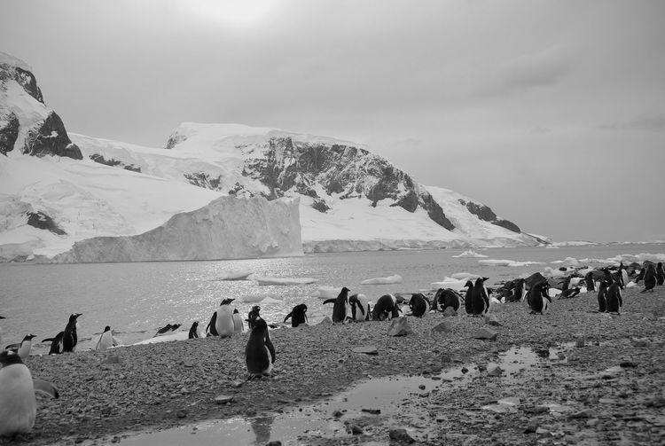 Penguins on shore against sky