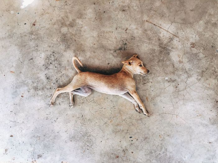 Dog lying on floor
