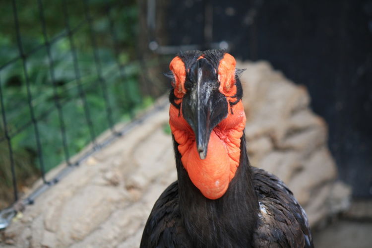 Close-up of bird in zoo