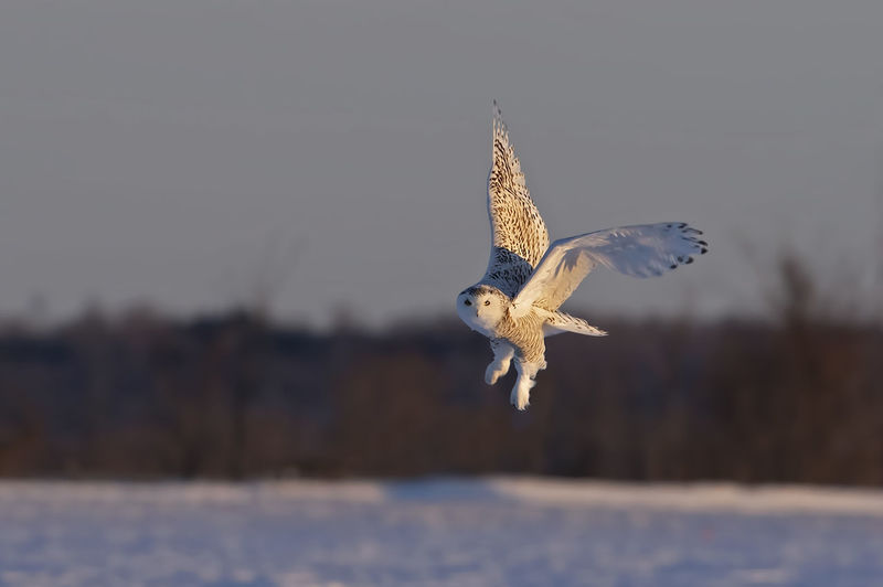 Bird flying over snow