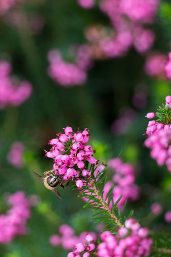 Close-up of pink pollinating flower