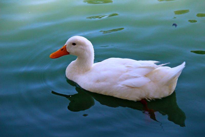 High angle view of white duck swimming on lake