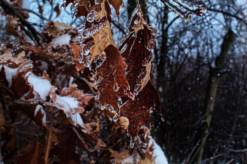 Close-up of frozen leaves on tree during winter