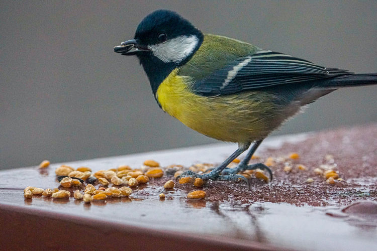 Close-up of great tit eating food
