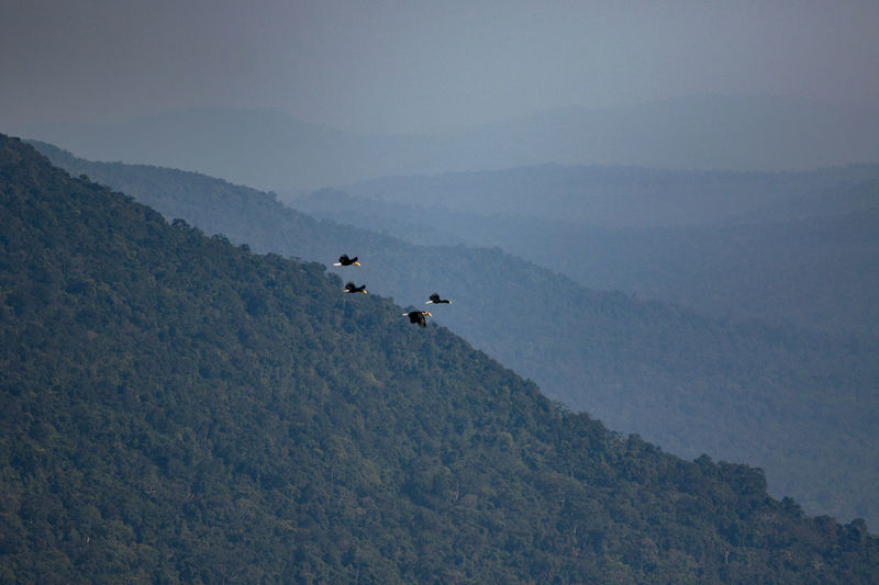 Flock of wreathed hornbill flying against mountain range in khao yai national park thailand