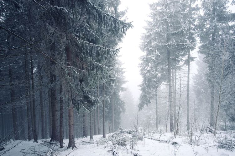 Snowy fairytale forest in winter