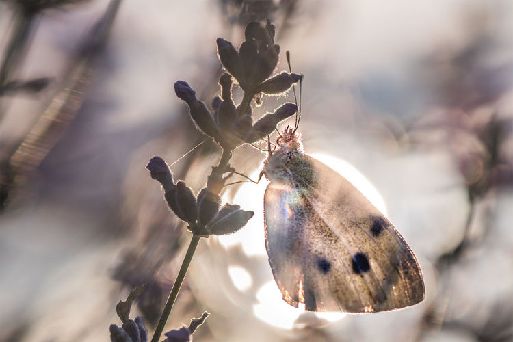 Butterfly on the lavender stroke in front of the rising sun.