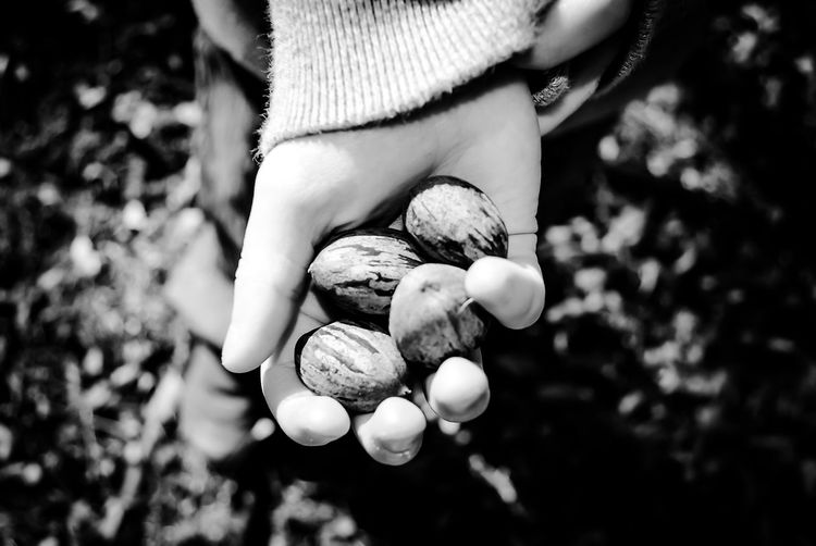 Cropped image of hand holding pecan at field