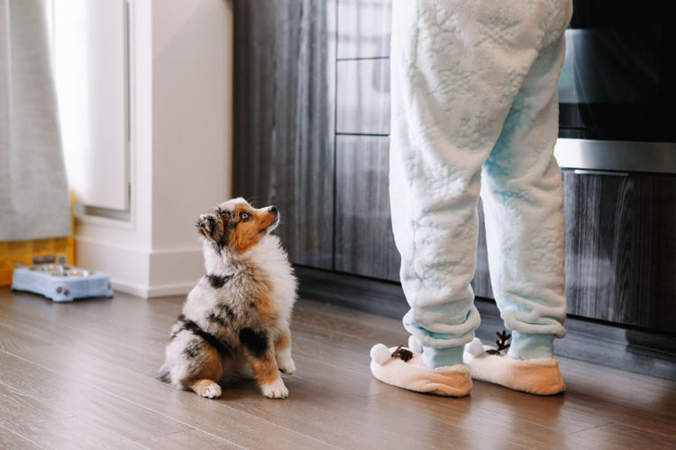 Pet owner training puppy dog to obey. cute small dog pet sitting on floor looking up on its owner. 