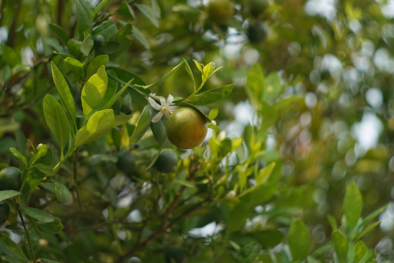 CLOSE-UP OF FRUIT GROWING ON TREE