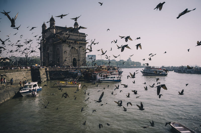 Pigeons flying against gateway of india