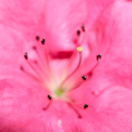 Macro shot of pink flower pollen