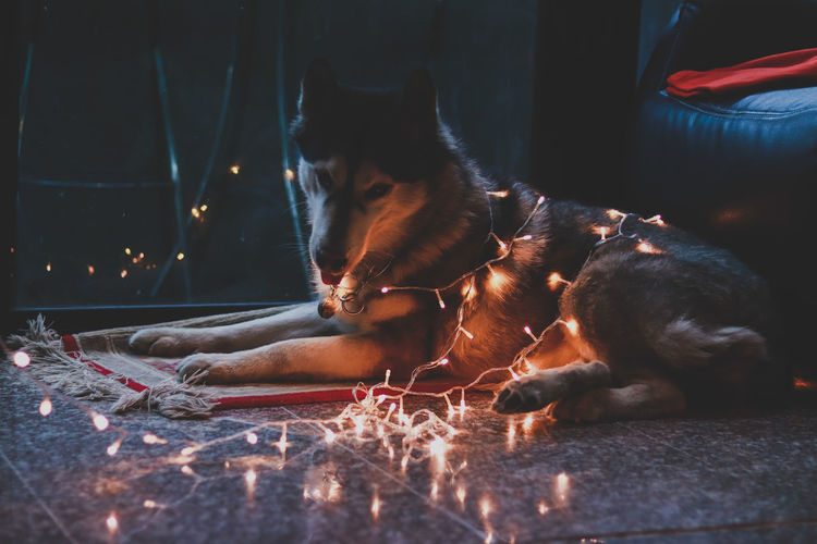Close-up of dog with illuminated string lights on floor at home