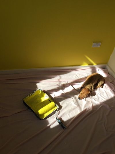 Dog sleeping on bed by paint roller against yellow wall