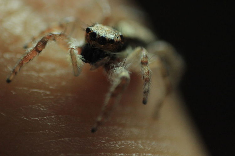 Cropped image of person with spider