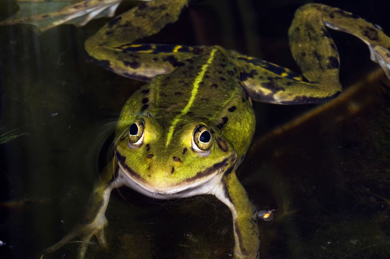 A green frog with a bright stripe on its back is lying in the water waiting for prey. home pond. 