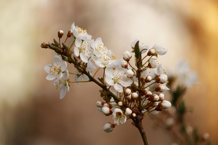 Close-up of plum blossoms blooming outdoors