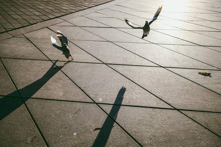 Birds perching on footpath in city during sunset