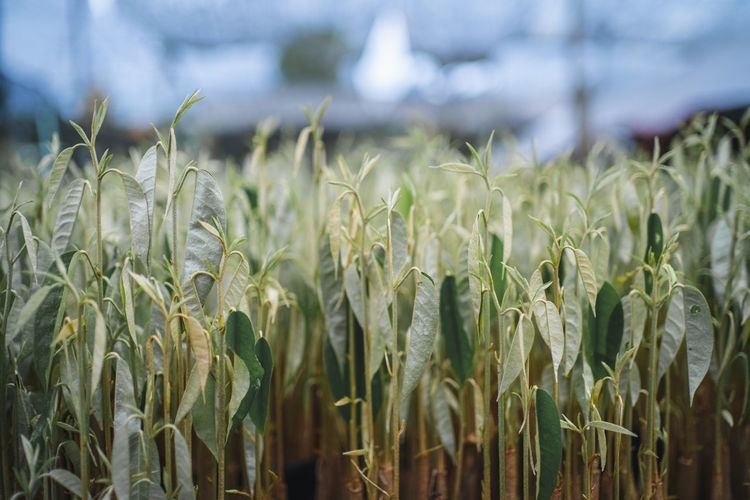 agriculture