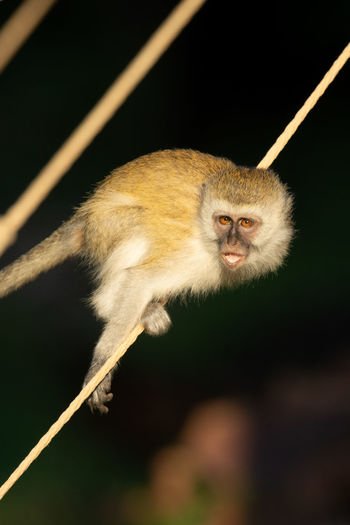 Vervet monkey balances on rope in sunshine