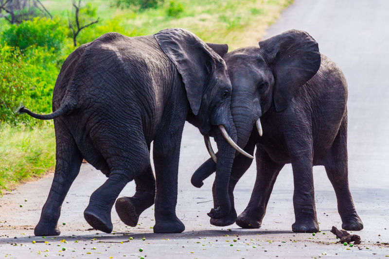 Young elephant bulls measuring their strength after nibbling too much marula fruits