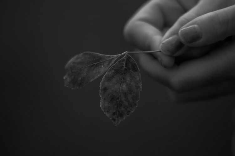 Close-up of hand holding leaf against black background