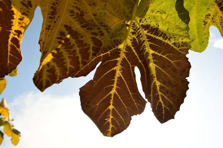 Low angle view of autumnal leaves against sky